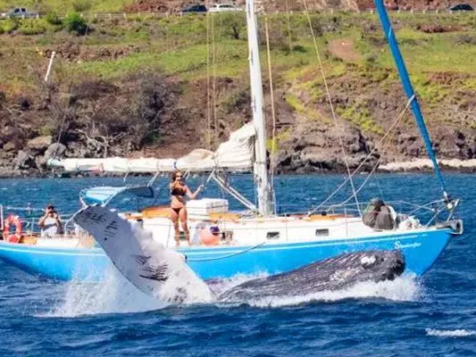 Yacht Rentals Maalaea Harbor, Maui